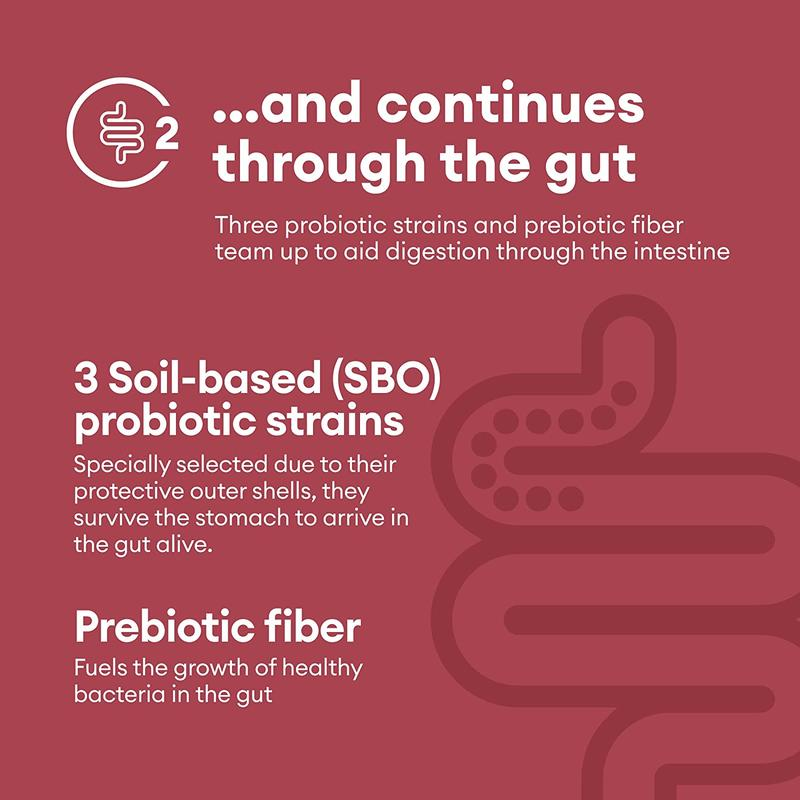 Physician's Choice Verdauungsenzyme mit Probiotika und Präbiotika – Linderung von Beschwerden und Blähungen während der Mahlzeiten – Multi-Unterstützung für Verdauung und Darmgesundheit