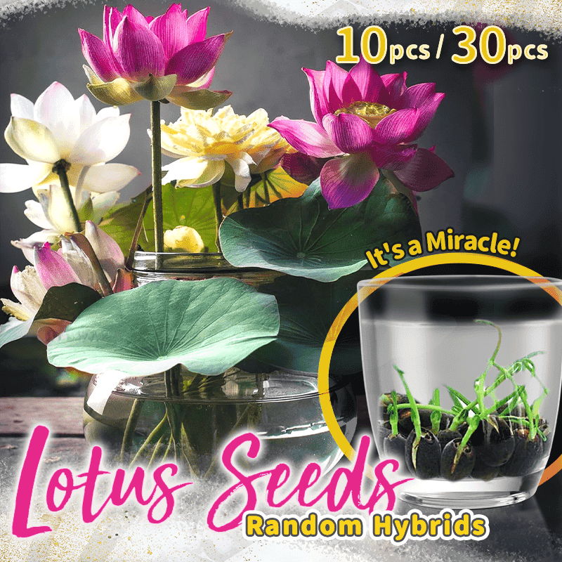 Dekorative Lotusblütensamen