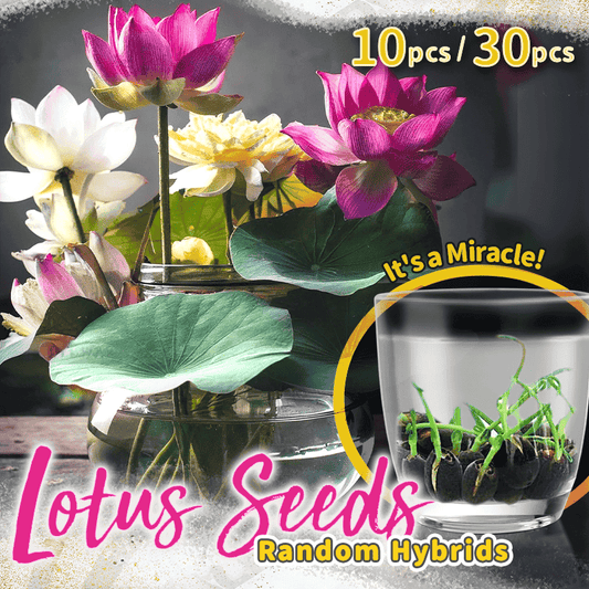 Dekorative Lotusblütensamen