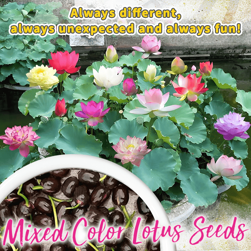 Dekorative Lotusblütensamen