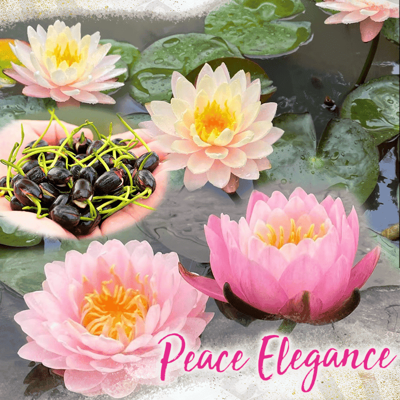 Dekorative Lotusblütensamen